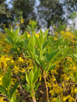 迎春花新嫩芽向阳