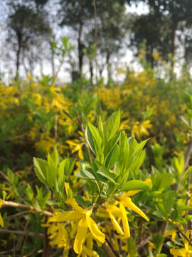 迎春花新绿伴花开