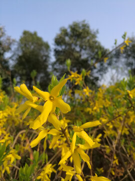 迎春花向阳盛开怒放