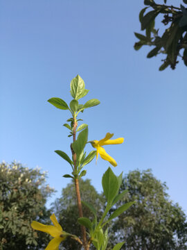 迎春花高耸入蓝天