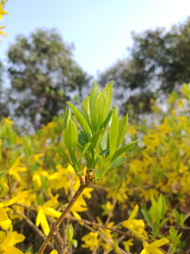 迎春花新芽迎春向阳