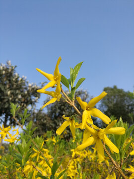 迎春花一枝独秀盛开