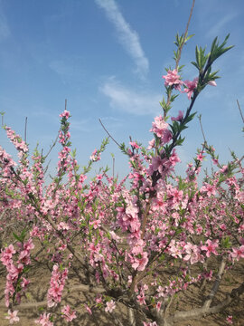 粉桃花林向阳怒放