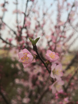 粉桃花花儿伴绿新芽