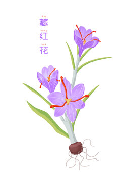 藏紅花
