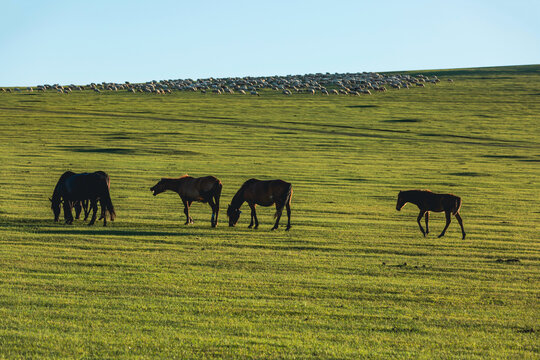 草原牧场马群羊群