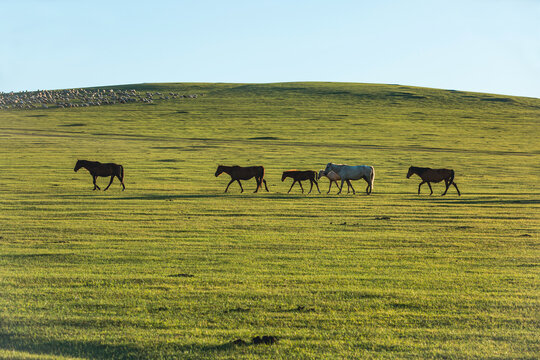 草原傍晚牧场马群羊群