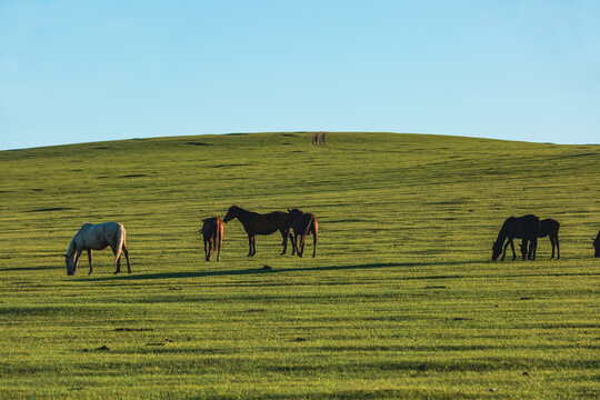 草原傍晚马群牧场