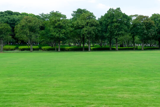 绿树林绿草地背景素材