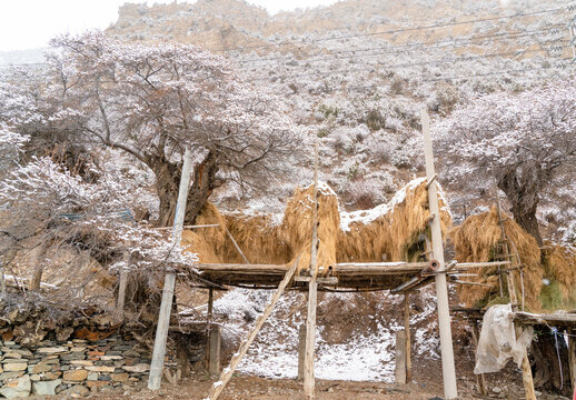 牧场雪景