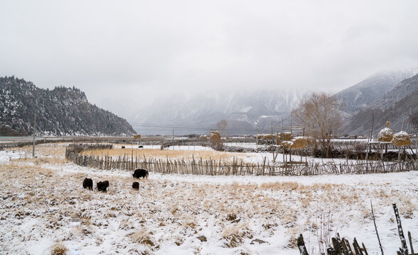 牧场雪景