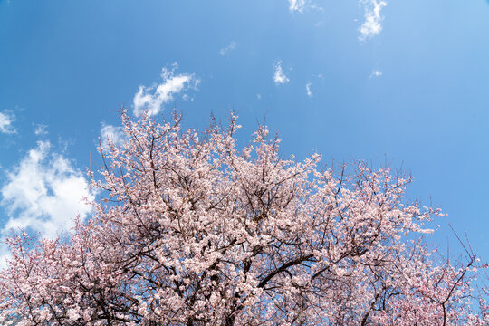 樱花桃花