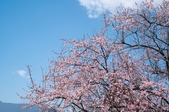 樱花桃花