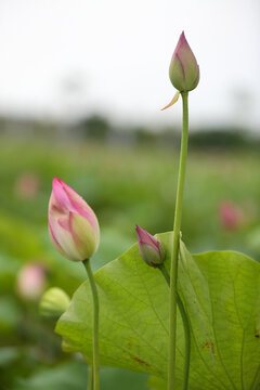 荷花特写高清