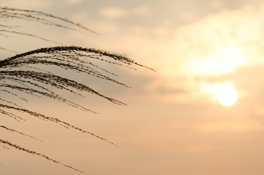 夕阳下的芦苇