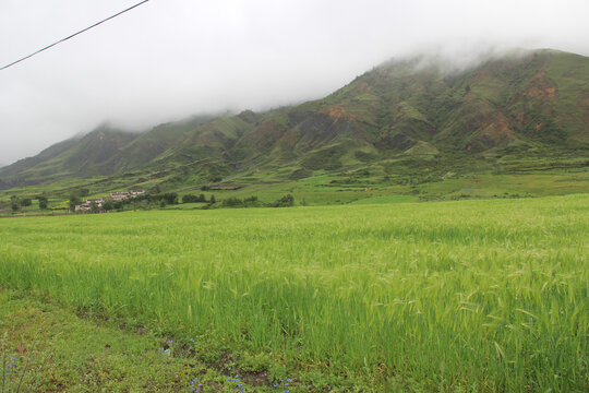 稻城青稞地