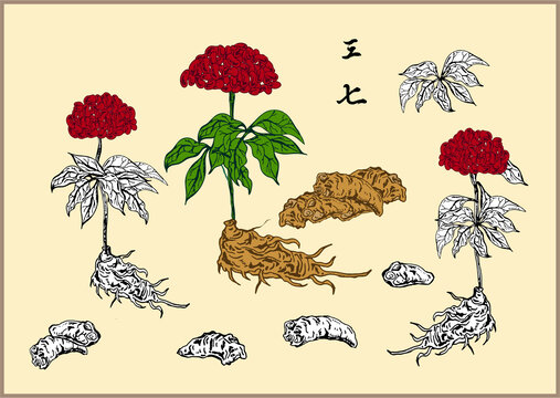 三七插畫