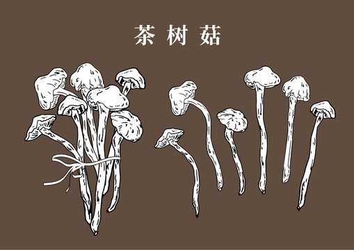 茶樹菇手繪插畫