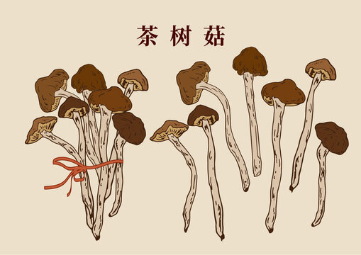 茶樹(shù)菇插畫(huà)