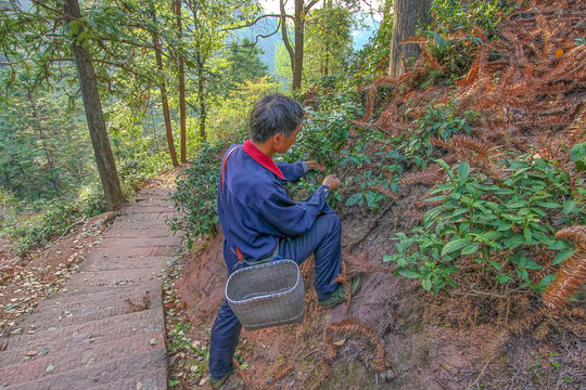 齐云山高山茶园