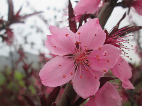 粉红桃花花蕊相伴