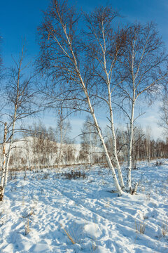 冬季雪地白桦林