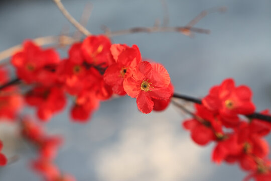 红梅梅花