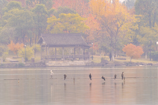 杭州湘湖候鸟水鸟风光