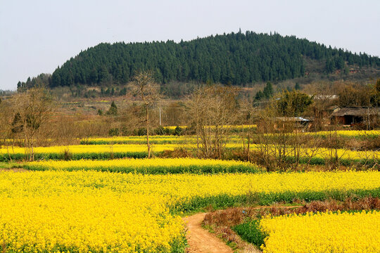 油菜开花