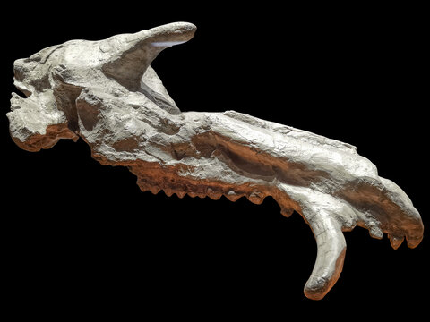 新生代古猪头骨化石