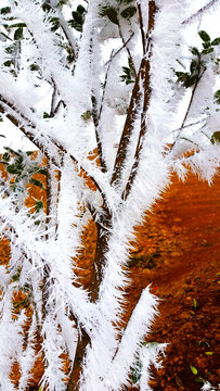 风与雪