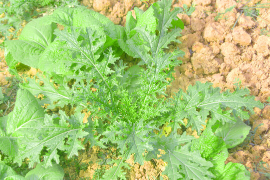 乡村菜地栽种的芥菜