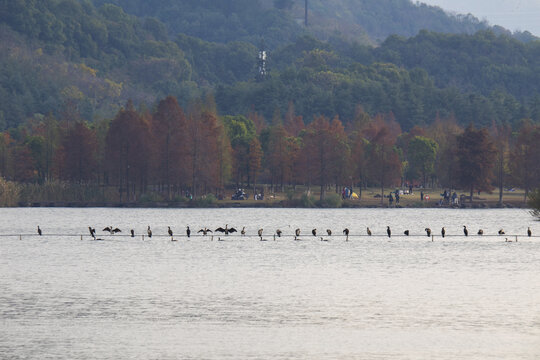 杭州湘湖生态环境水鸟鸬鹚风光
