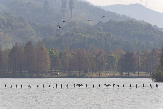 杭州湘湖生态环境水鸟鸬鹚风光