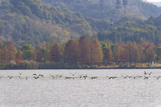 杭州湘湖生态水鸟风光