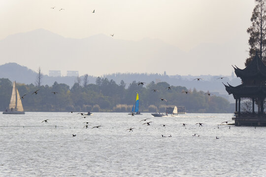 杭州湘湖生态水鸟风光