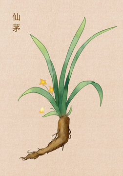 手繪仙茅