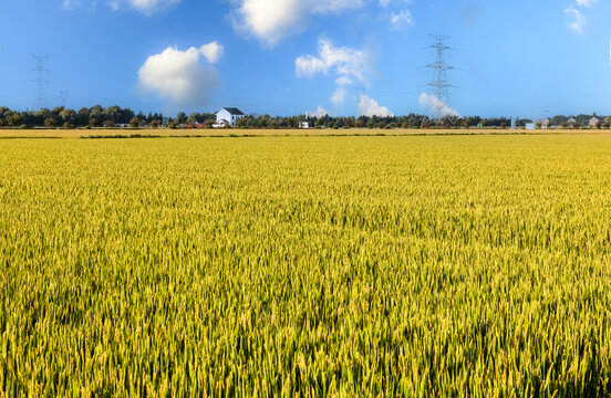 广袤田野