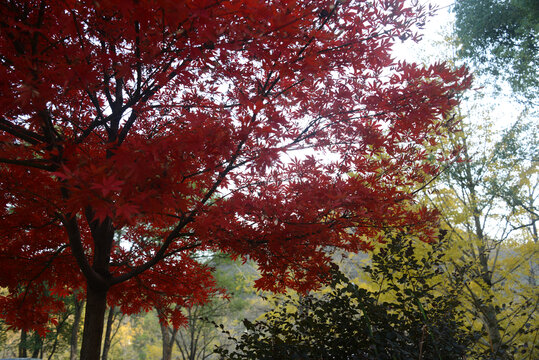 秀美山村