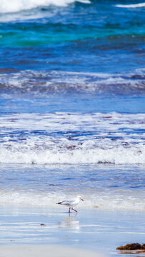 海边散步的海鸥