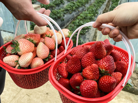 两篮新鲜草莓