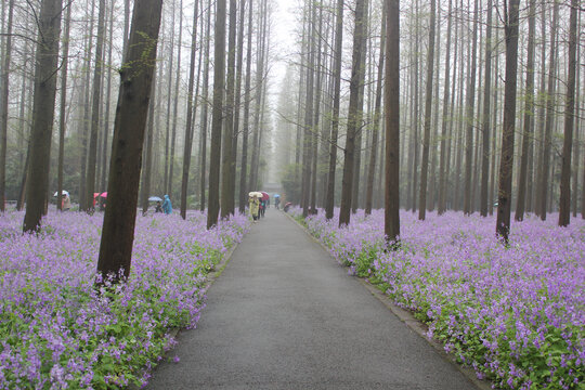 诸葛菜树林