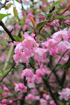 雨中桃花