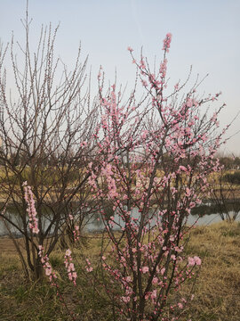粉桃花河畔一树初开