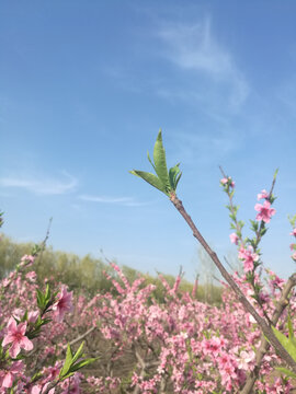 粉桃花绿新芽映蓝天