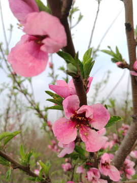 粉桃花黄花蕊伴绿叶