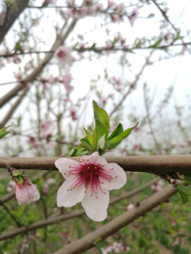 粉桃花绿新芽伴花开