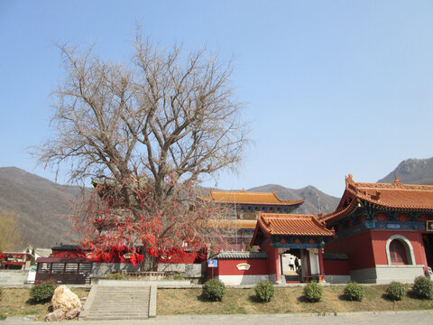 大鸿寨龙泉寺的银杏树