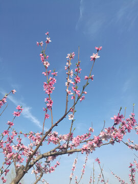 粉桃花枝独秀怒放