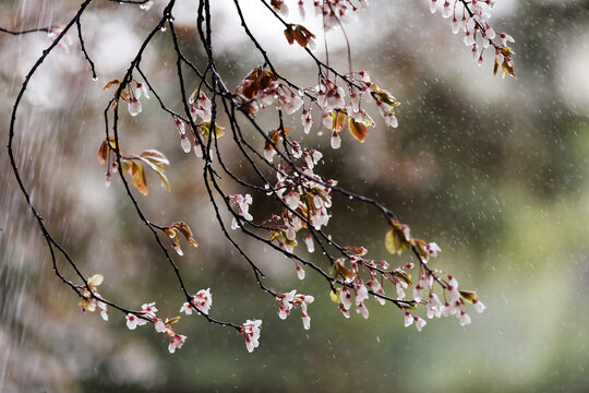 春天的雨